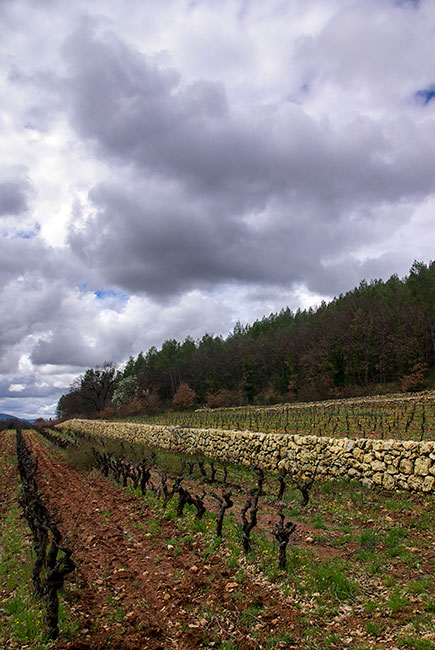 Vignes en restanques - Brignoles © Alain Dornier